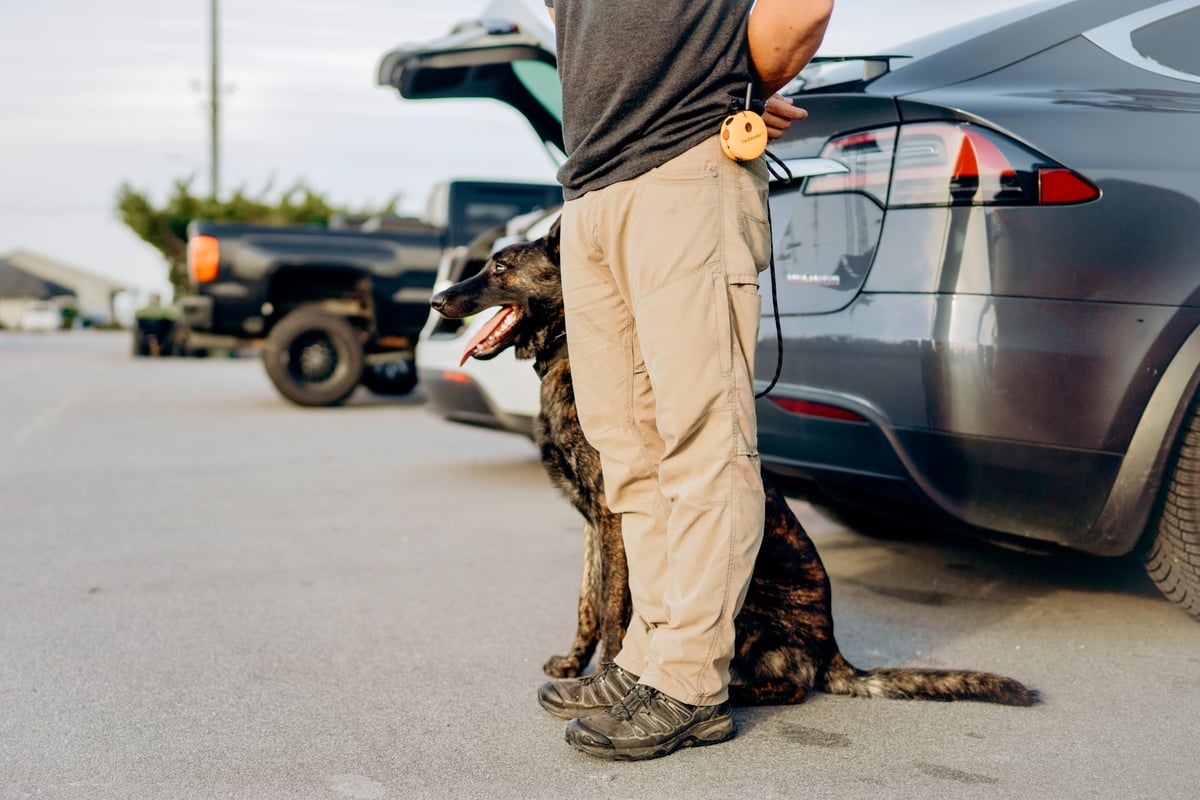 How To Improve Your Dog’s Focus In Heel