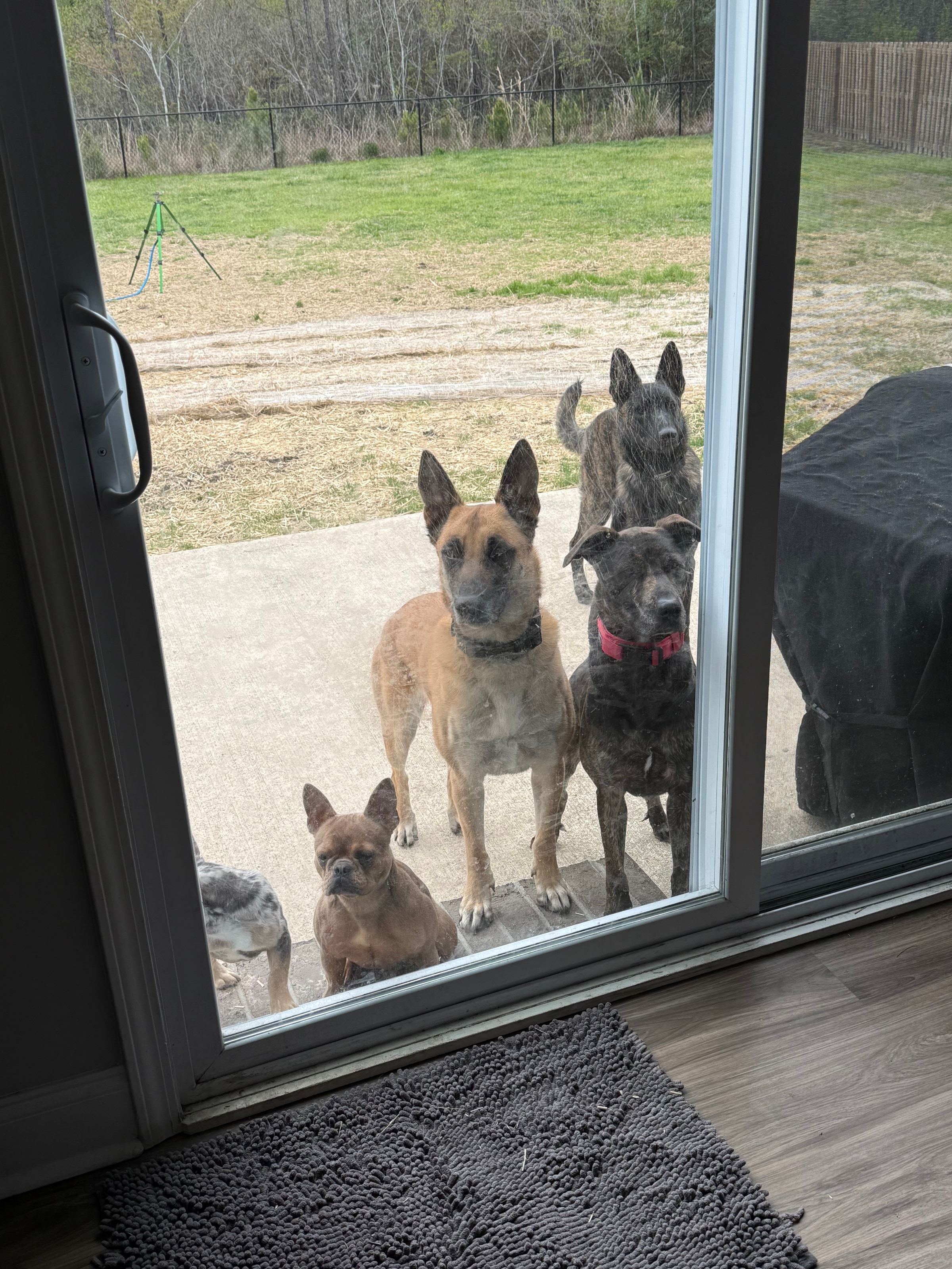 Why Does My Dog Go Crazy At The Door?