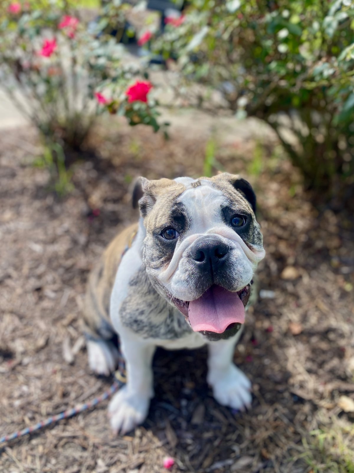 How To Socialize A Puppy Without Overwhelming Them