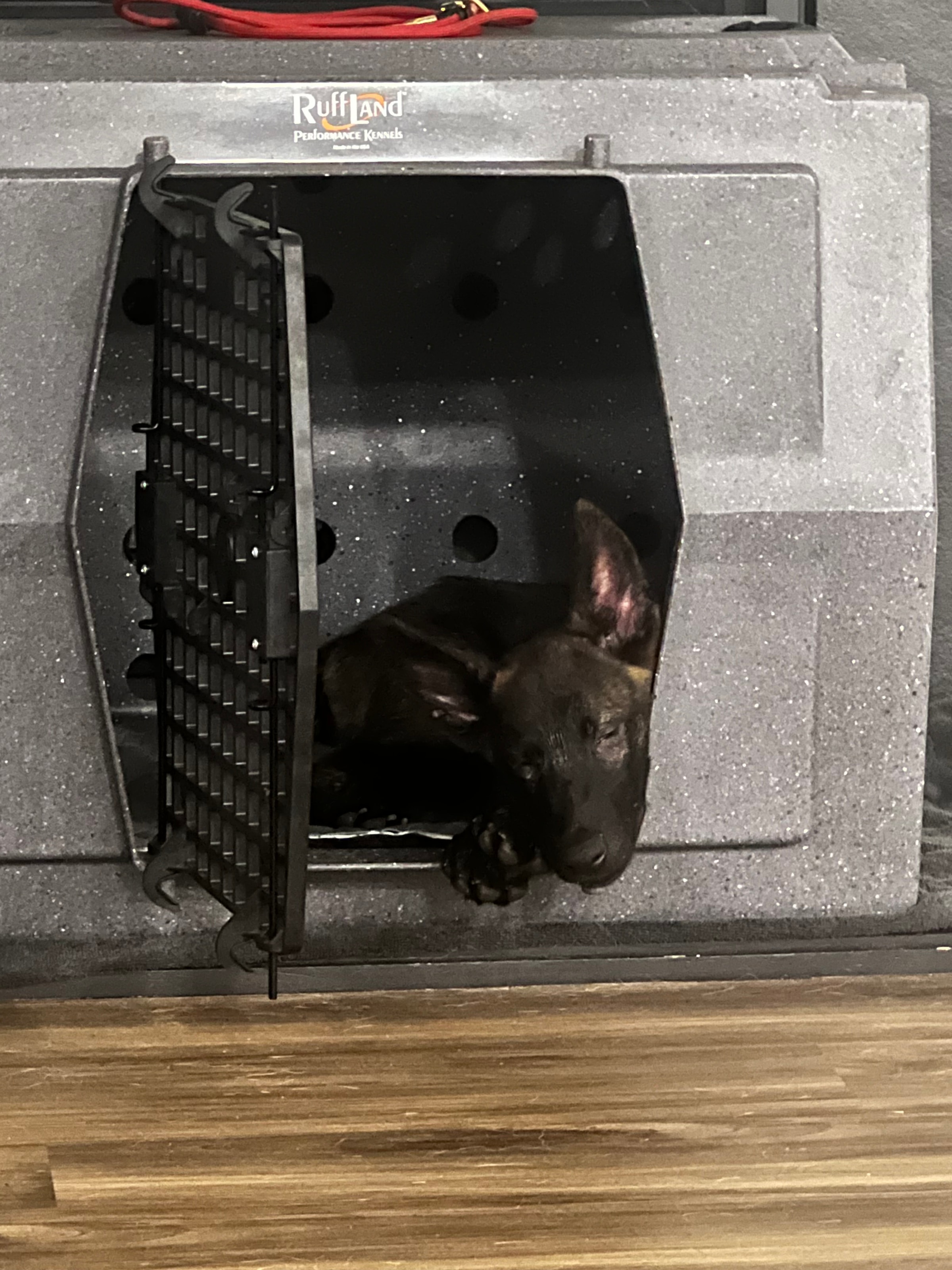 Why Your Dog Whines In The Crate And How To Fix It