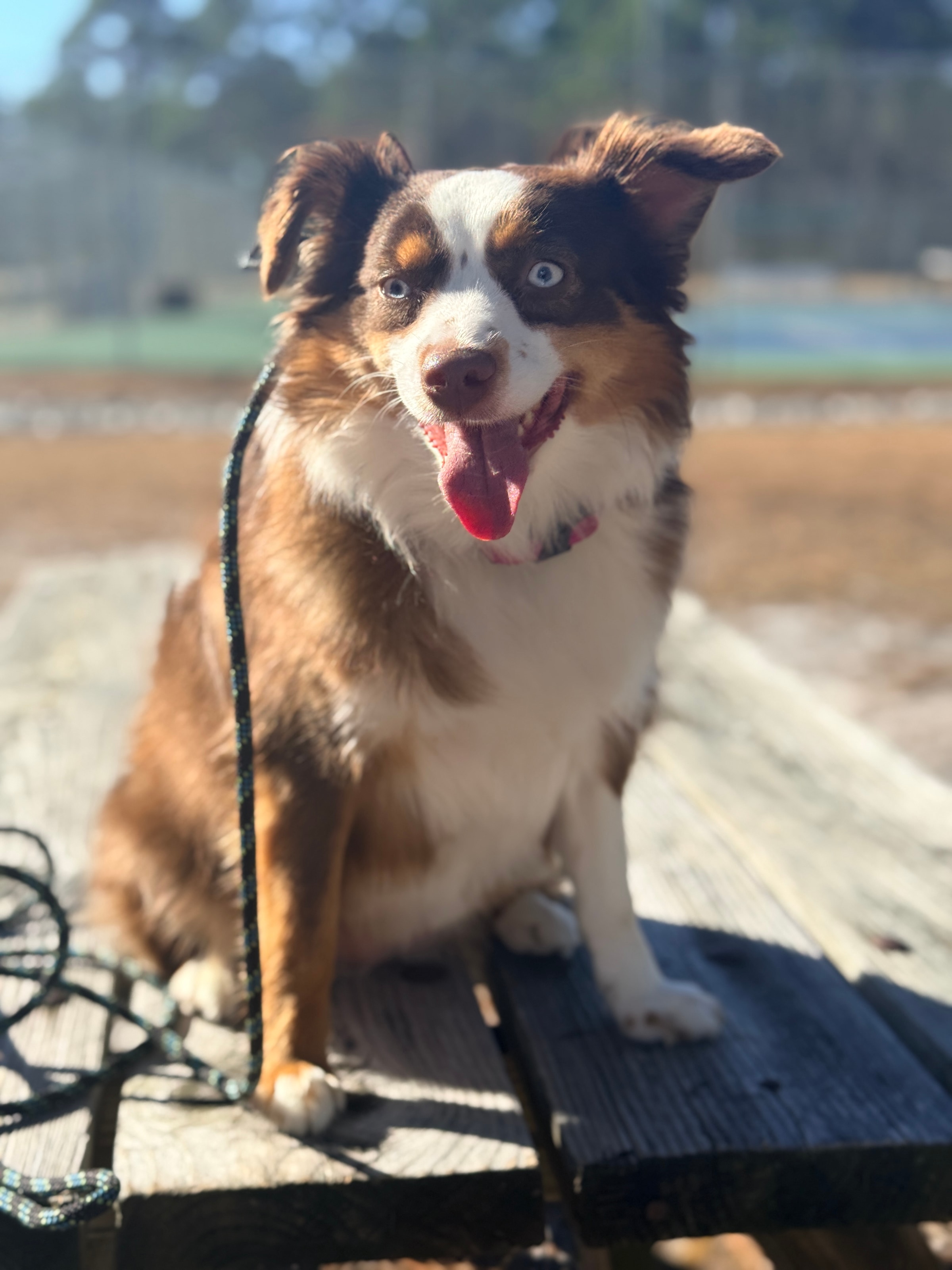 How To Stop Leash Reactivity Before It Escalates