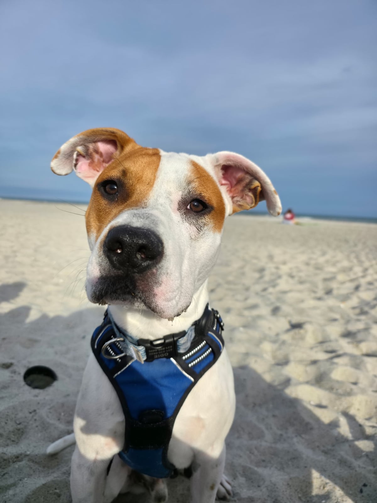Why Your Dog Ignores Come And What To Do Instead