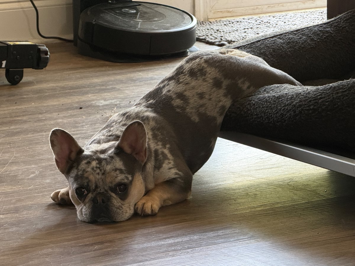 Why Dogs Need Structure At Home