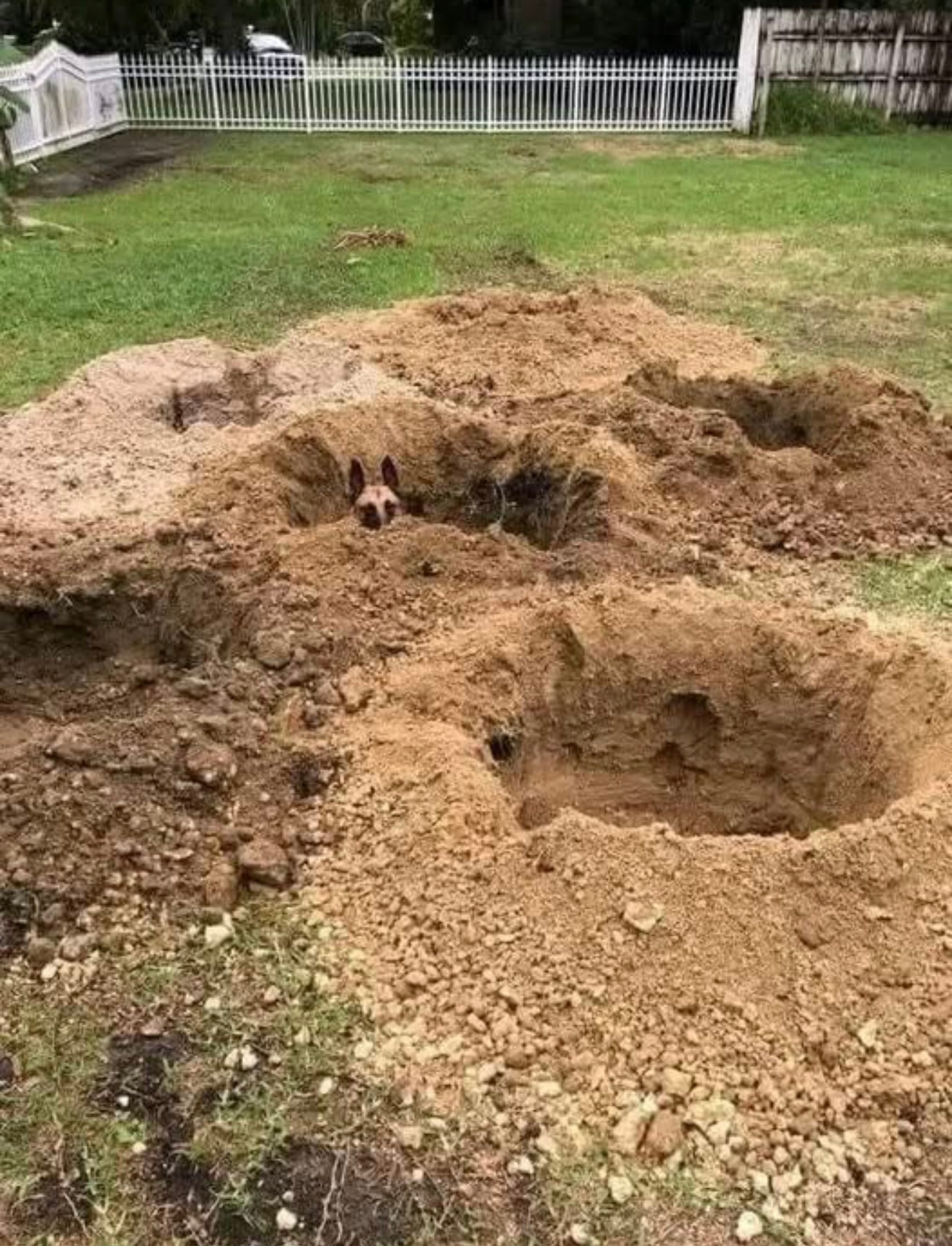 How Do I Stop My Dog Digging Holes?