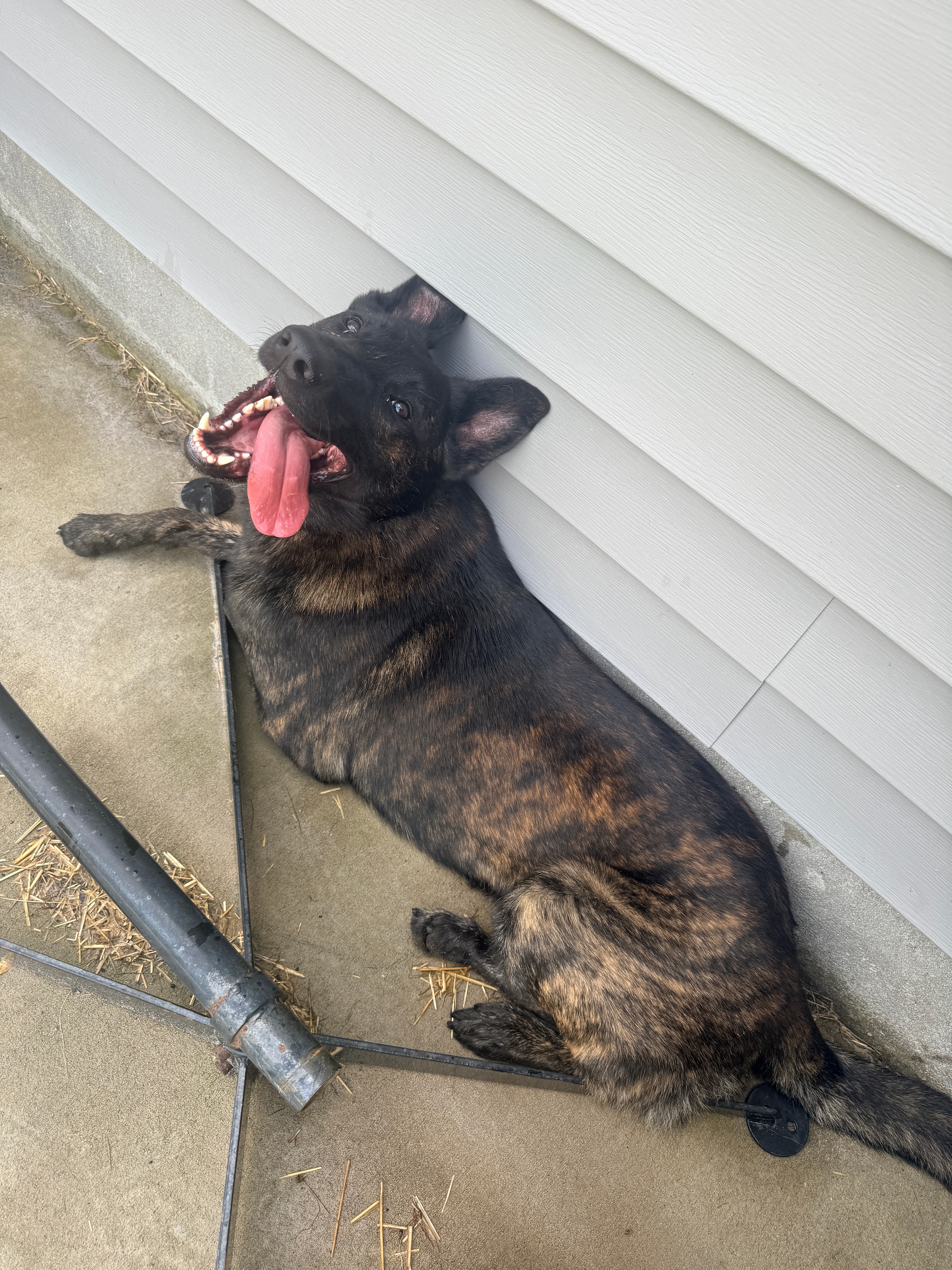 Why Is My Dog Not Learning From No?