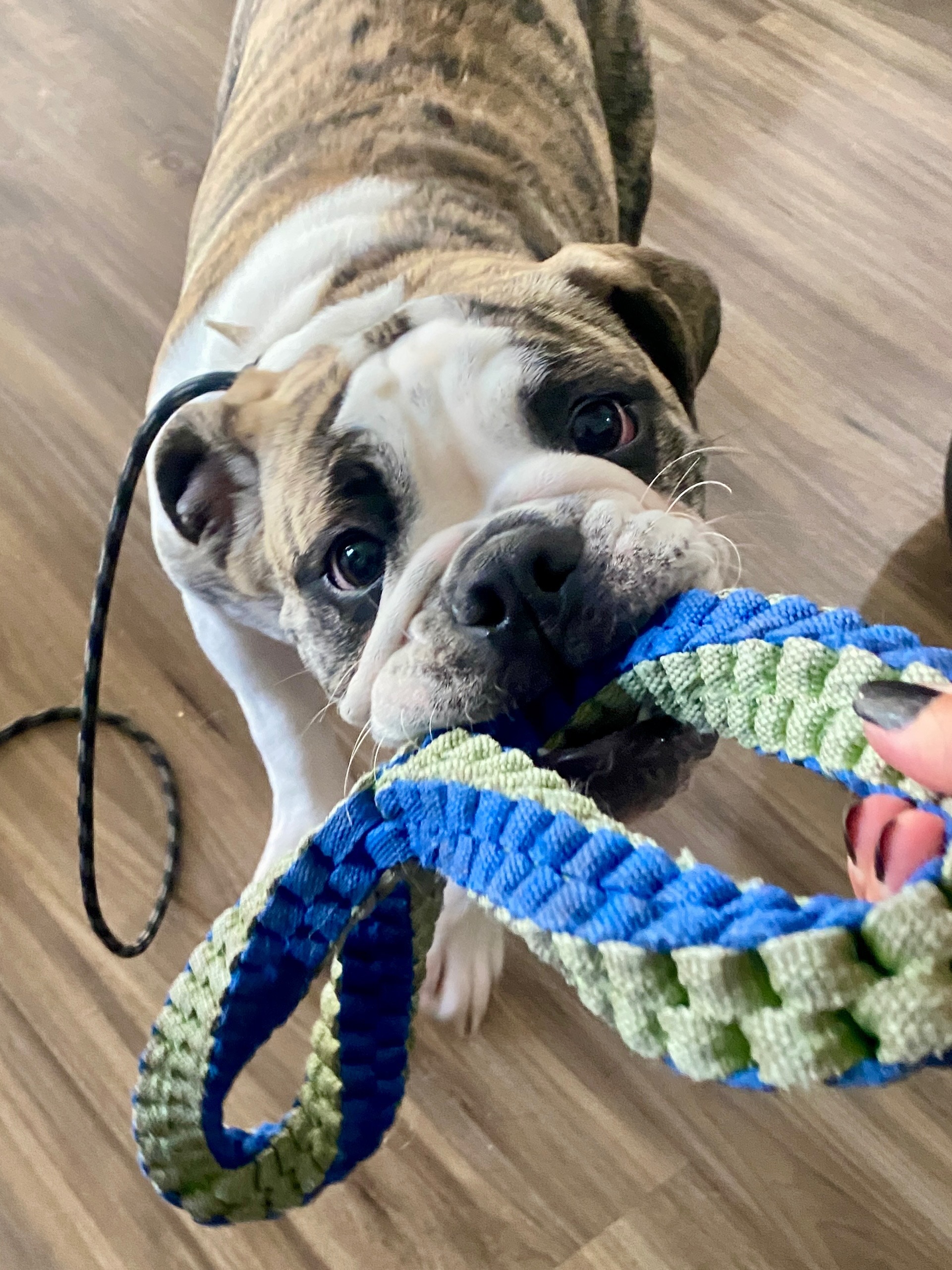 How To Use Tug And Fetch For Dog Training