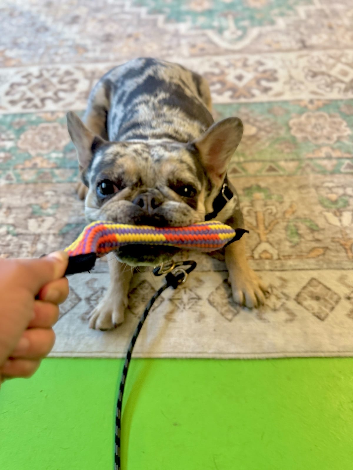 How To Stop Destructive Chewing In Dogs