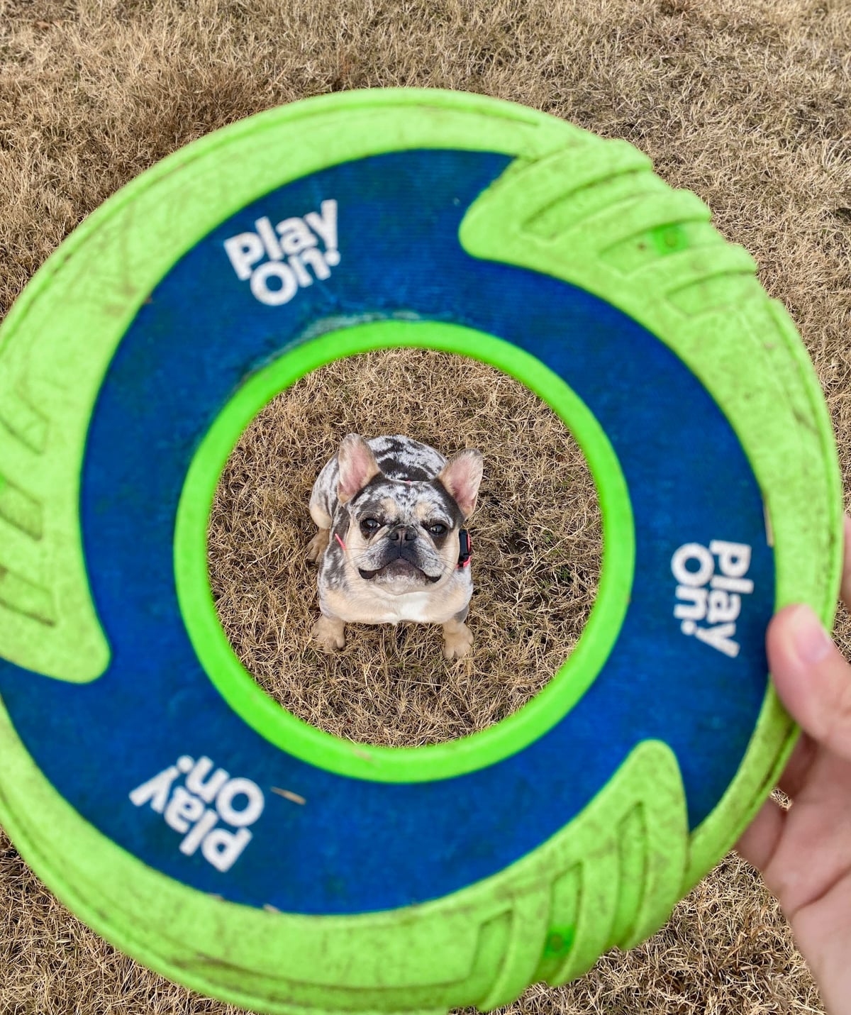 How To Stop Excessive Dog Barking At Home
